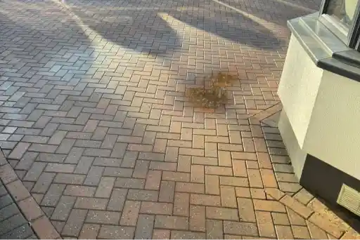 pristine steam cleaning ltd
