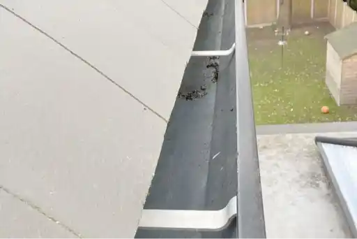 pristine steam cleaning ltd